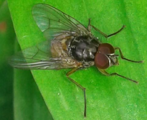 Muscidae : Phaonia sp.? Si, maschio